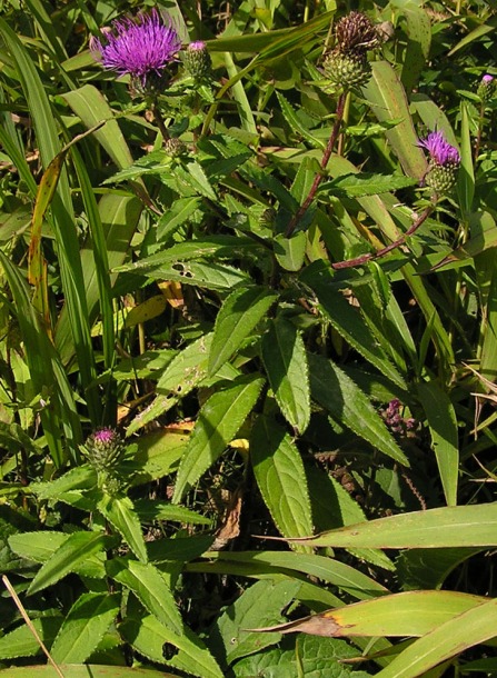 Image of Cirsium vlassovianum specimen.