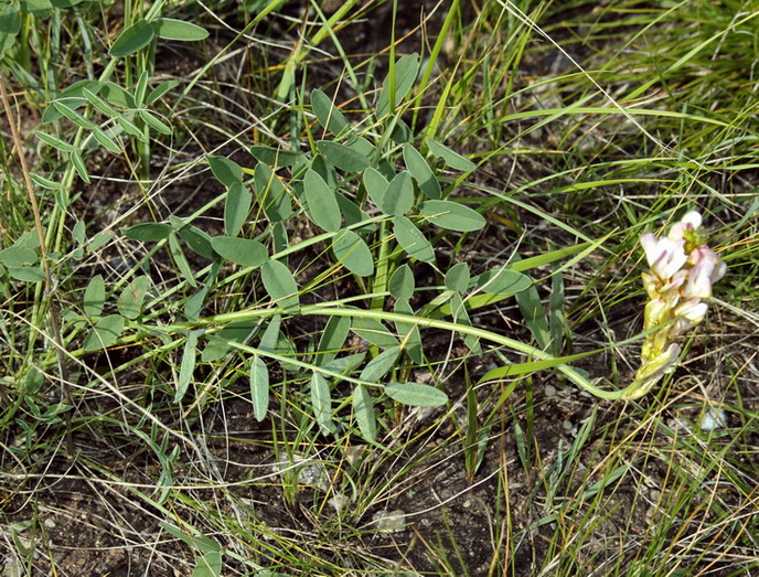 Image of Hedysarum gmelinii specimen.