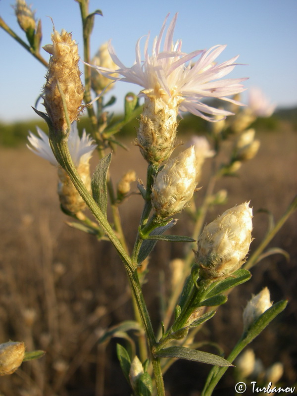 Image of genus Centaurea specimen.