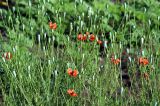 Papaver laevigatum