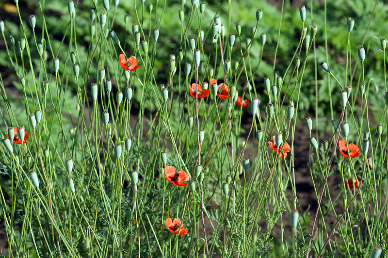 Изображение особи Papaver laevigatum.