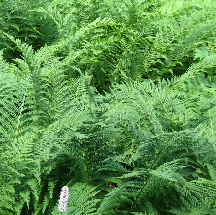 Image of Athyrium filix-femina specimen.