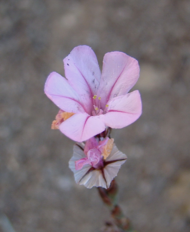 Image of Acantholimon alberti specimen.