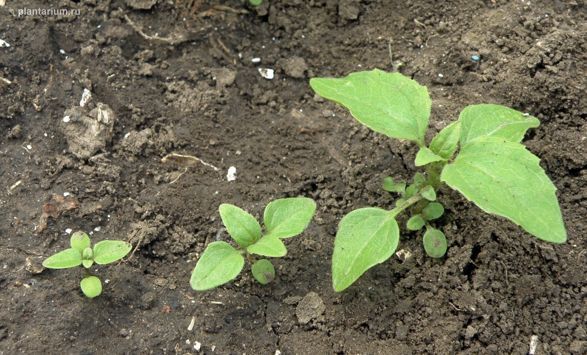 Image of Galinsoga parviflora specimen.