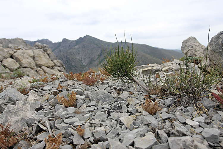 Image of genus Ephedra specimen.