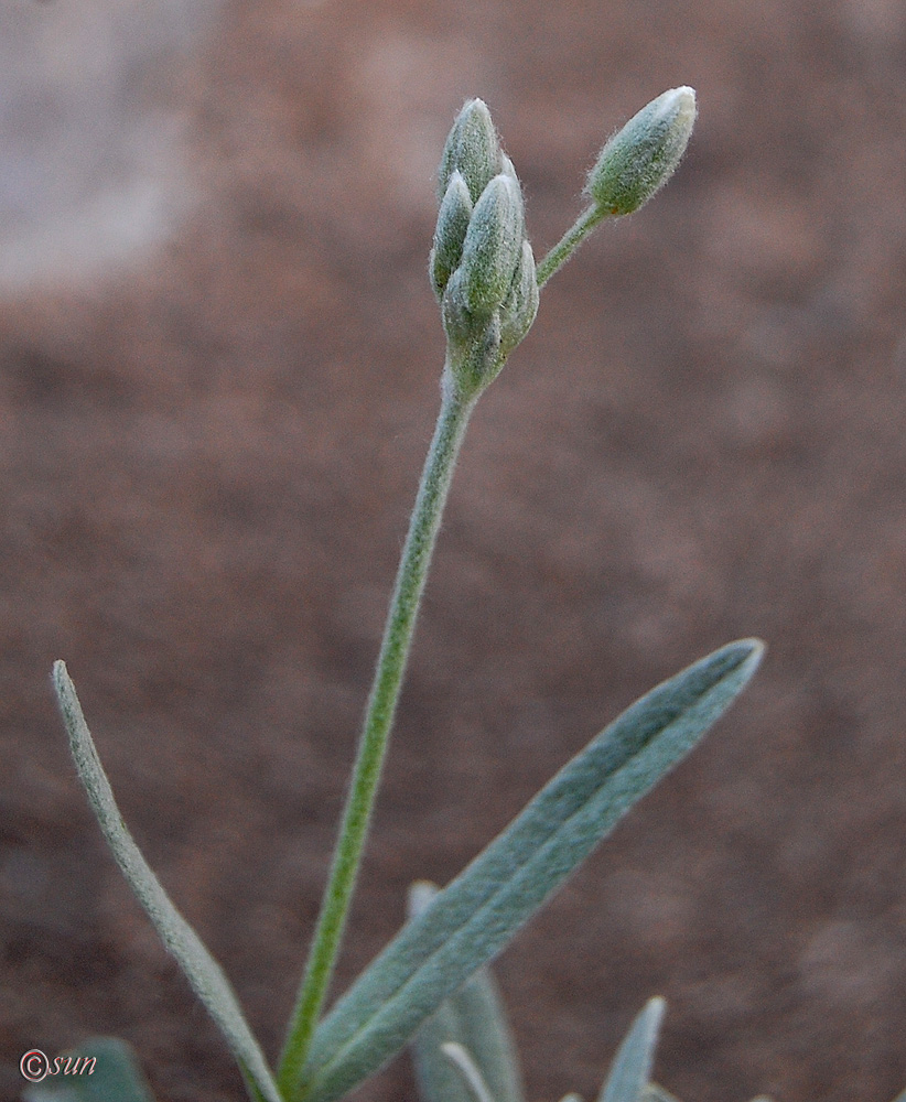 Изображение особи Cerastium argenteum.