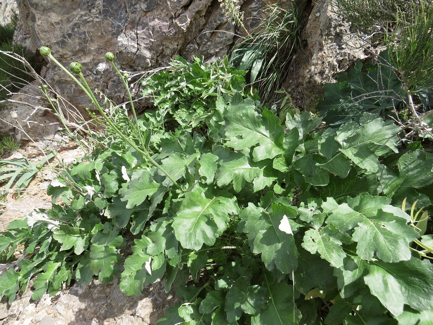 Image of Cousinia grandifolia specimen.