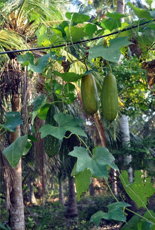 Изображение особи Luffa aegyptiaca.