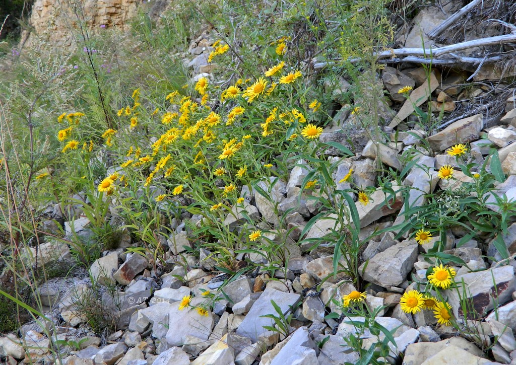 Image of Inula britannica specimen.