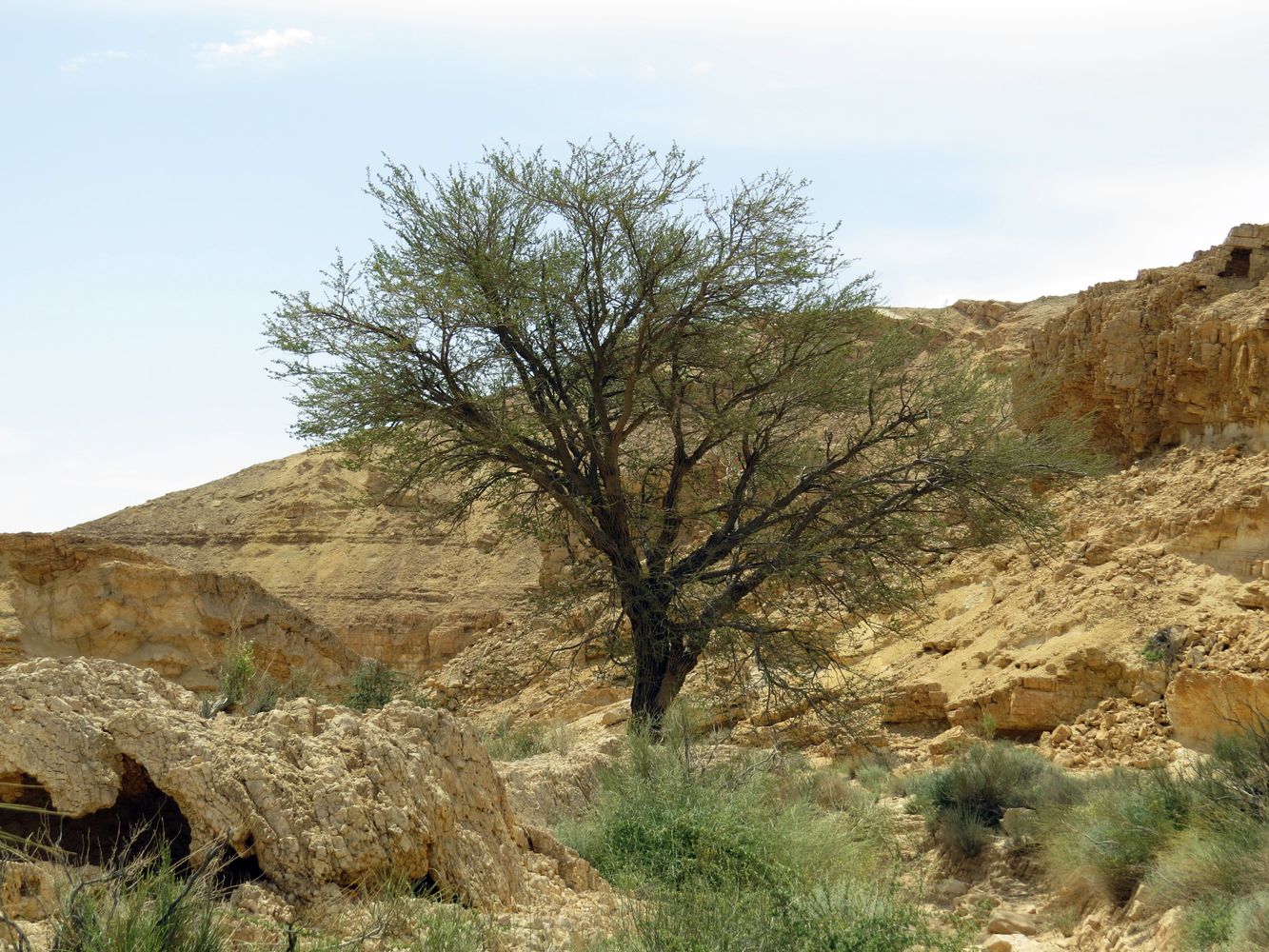 Image of Vachellia pachyceras specimen.