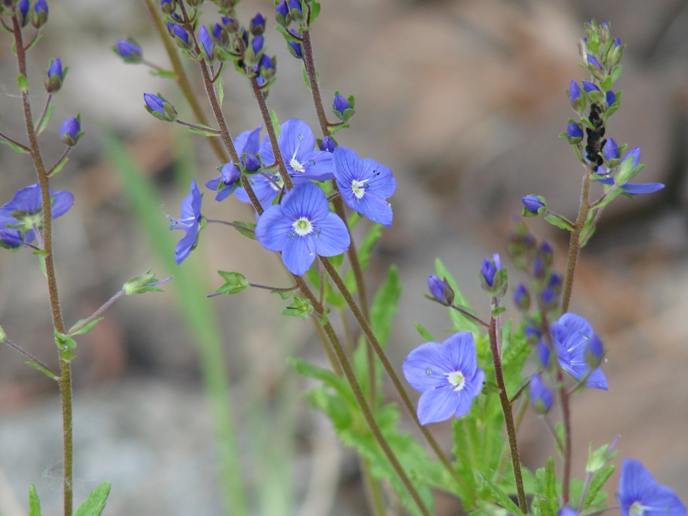 Image of Veronica krylovii specimen.