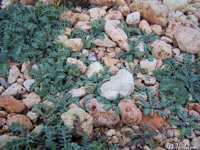 Image of Glaucium flavum specimen.