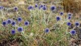 Echinops ruthenicus