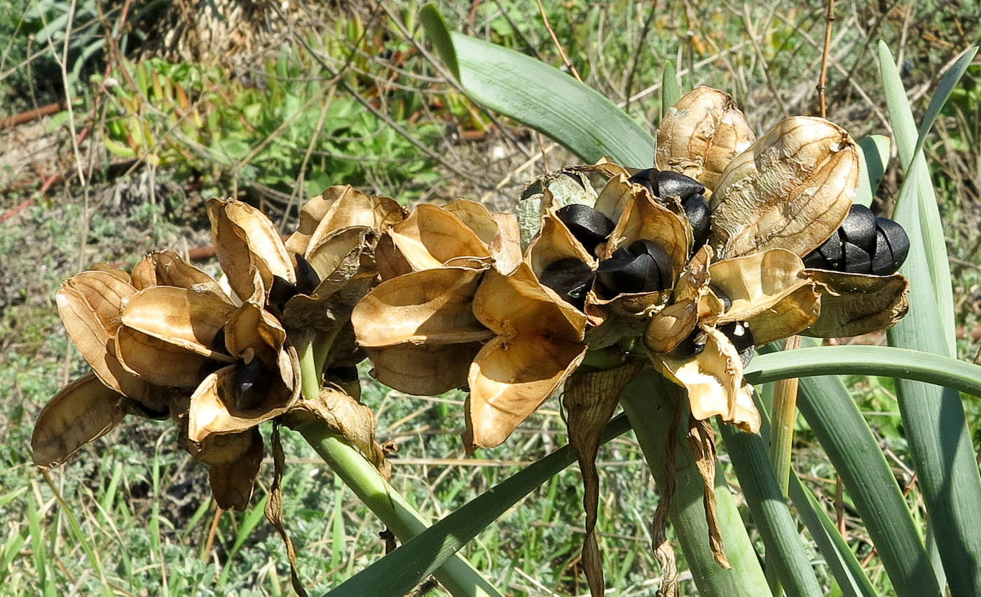 Изображение особи Pancratium maritimum.