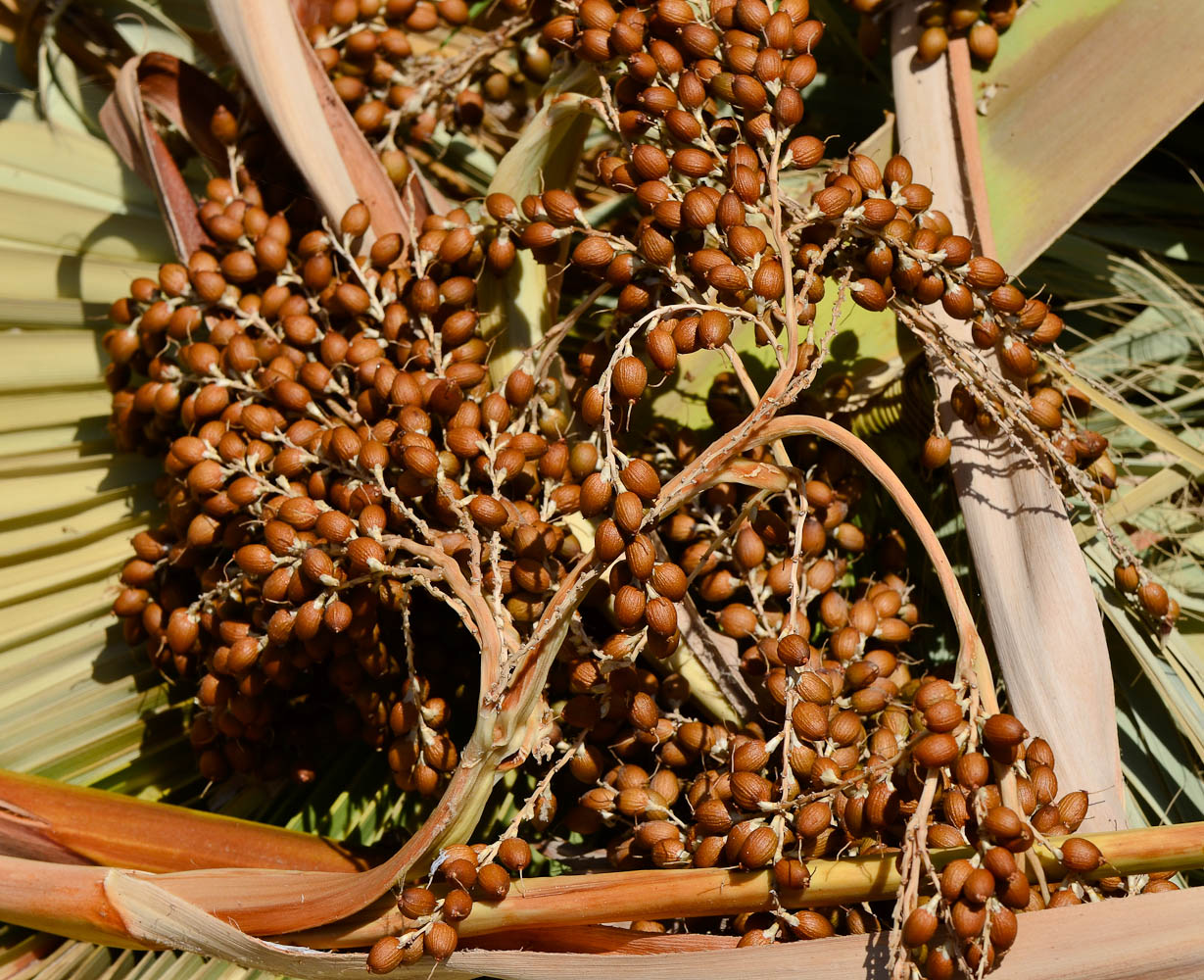 Image of Washingtonia robusta specimen.