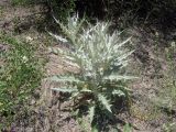 Cirsium tomentosum