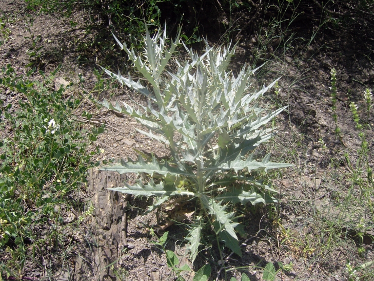 Image of Cirsium tomentosum specimen.