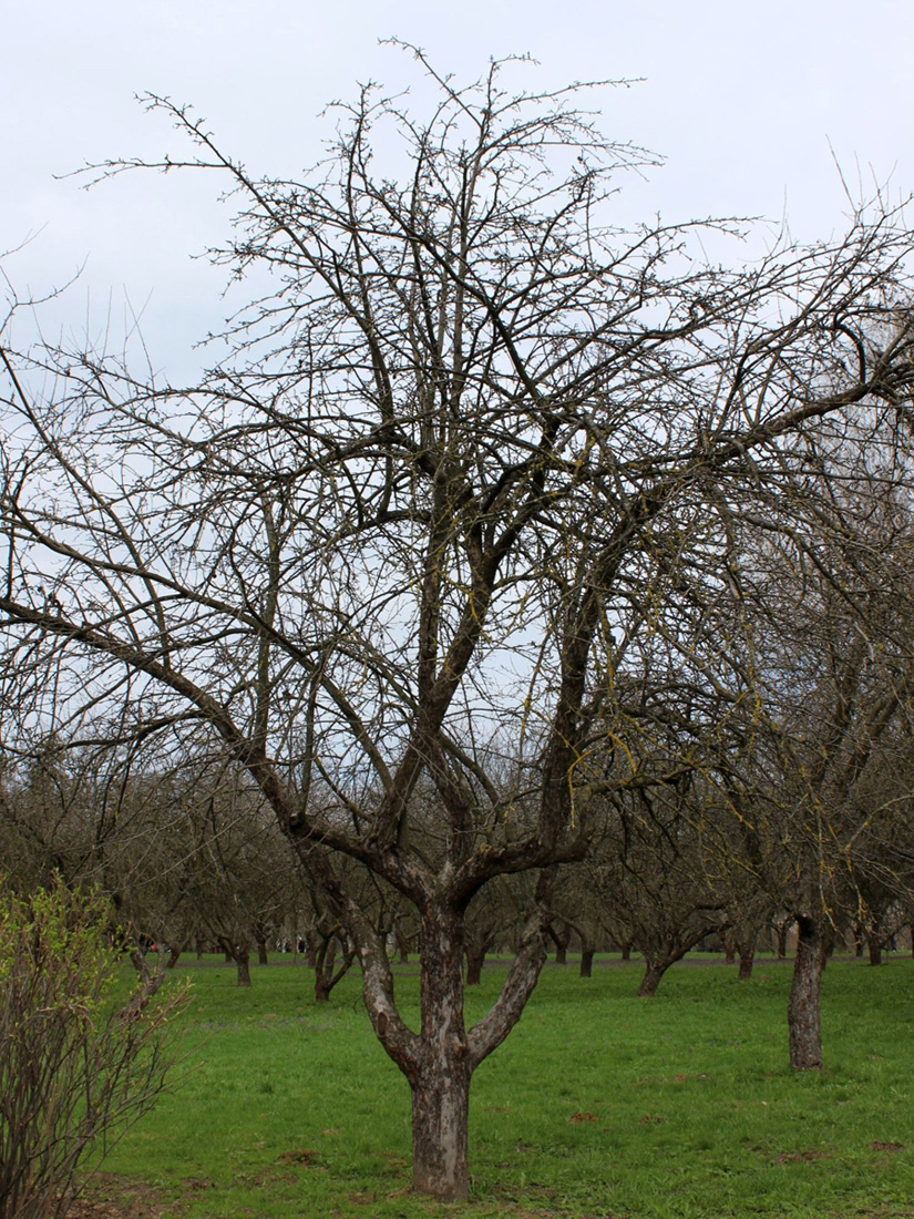 Image of Malus domestica specimen.