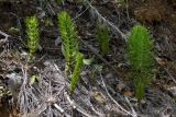 Equisetum telmateia. Молодые вегетативные побеги. Республика Адыгея, г. Майкоп, южная окраина города, на осыпи обрыва у дубово-грабово-букового леса. 14.05.2016.