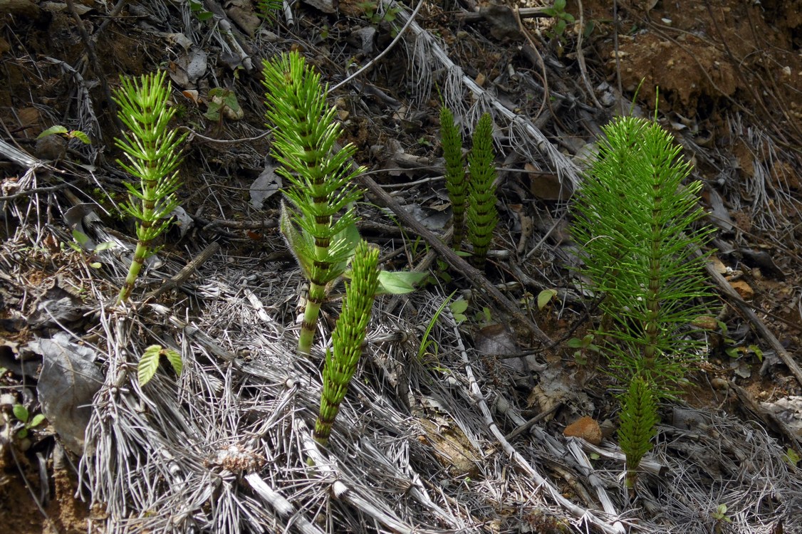 Image of Equisetum telmateia specimen.