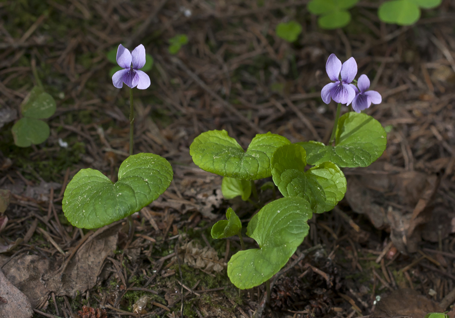 Image of Viola palustris specimen.