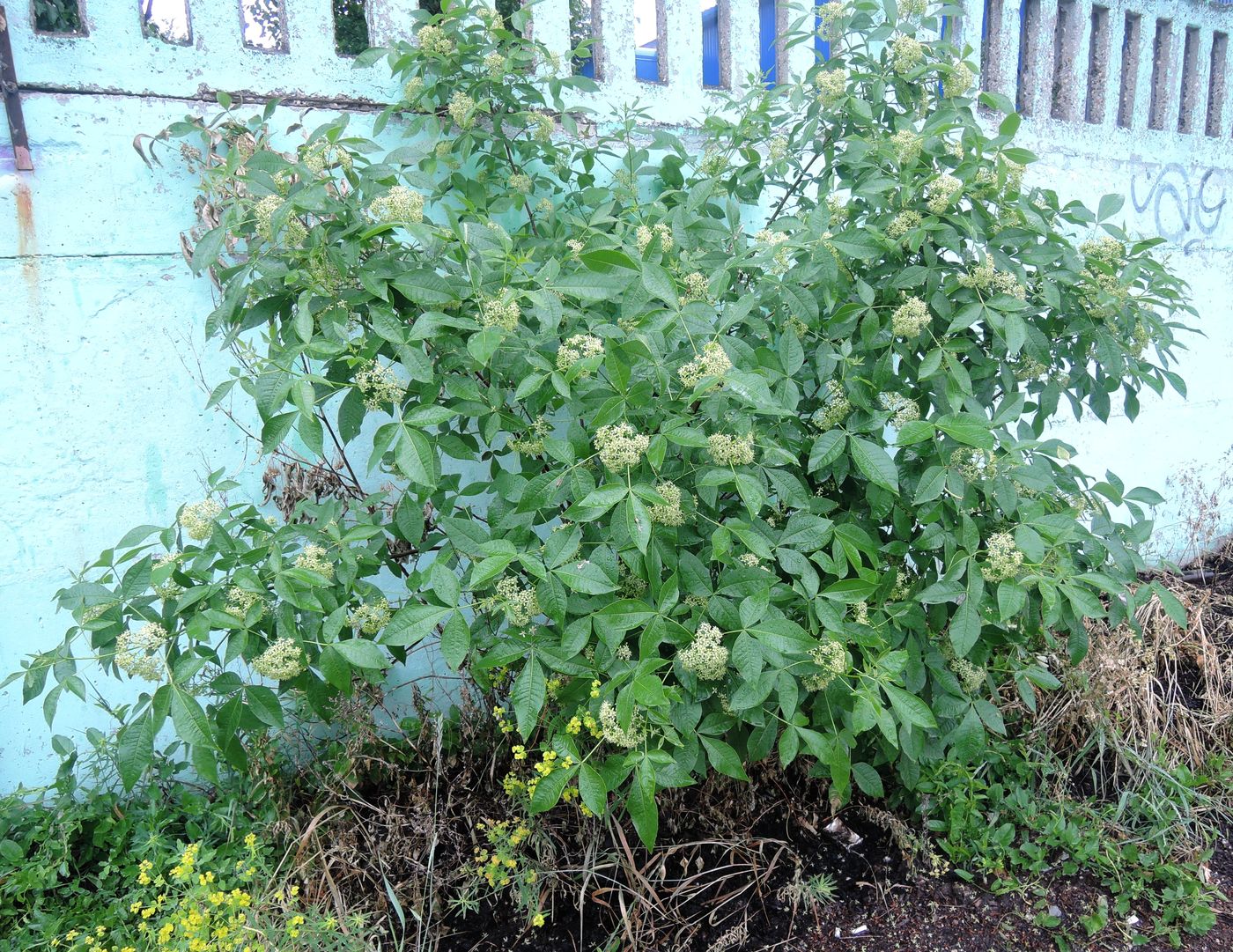 Image of Ptelea trifoliata specimen.