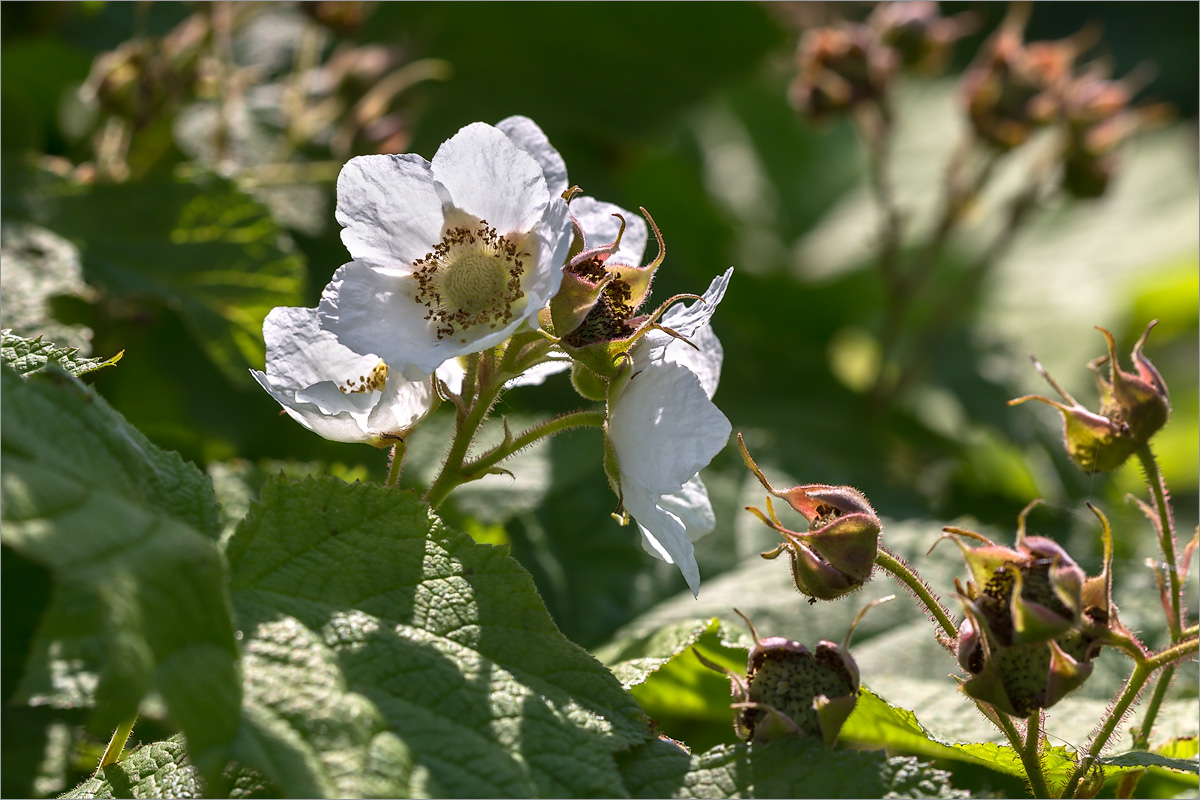 Image of Rubus parviflorus specimen.