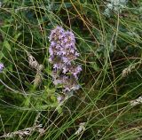 Thymus marschallianus