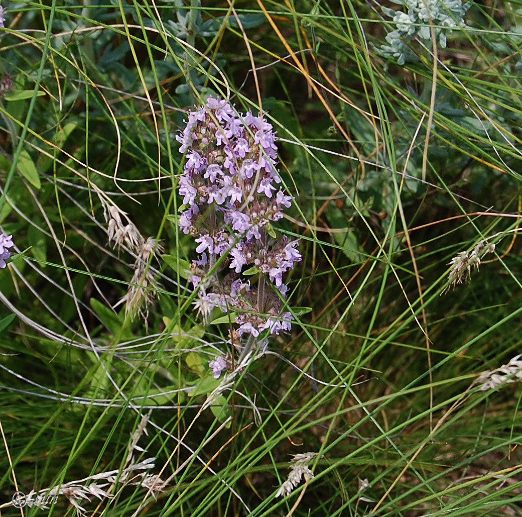 Изображение особи Thymus marschallianus.