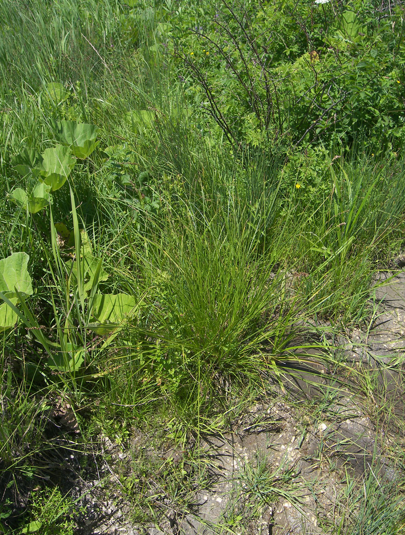 Image of Carex paniculata specimen.