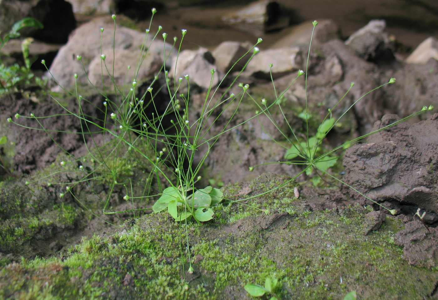 Image of Androsace filiformis specimen.