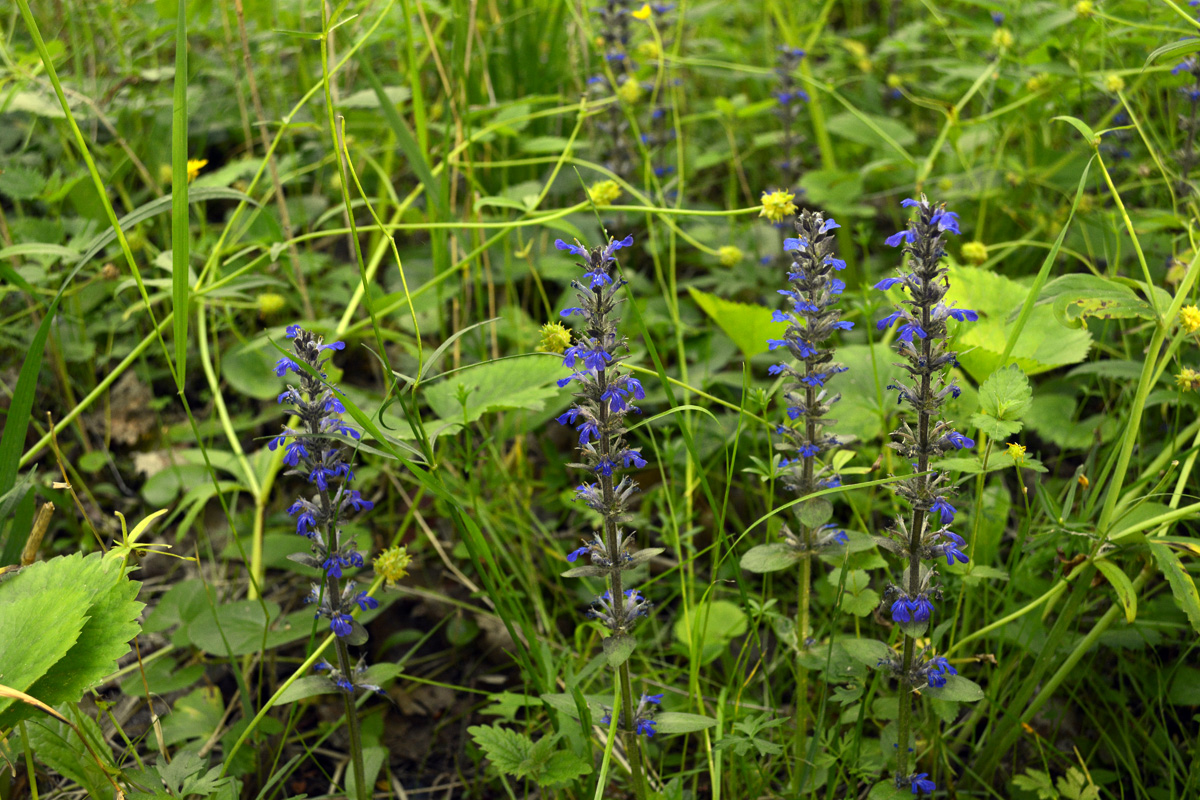 Image of Ajuga reptans specimen.