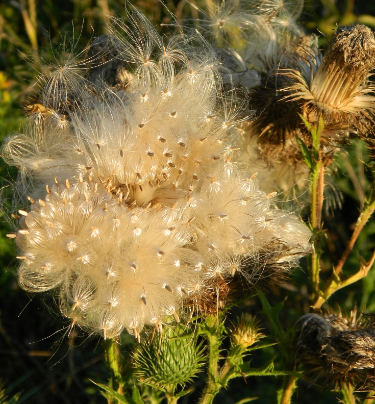 Image of Cirsium vulgare specimen.