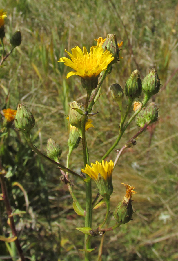 Image of Hieracium virosum specimen.