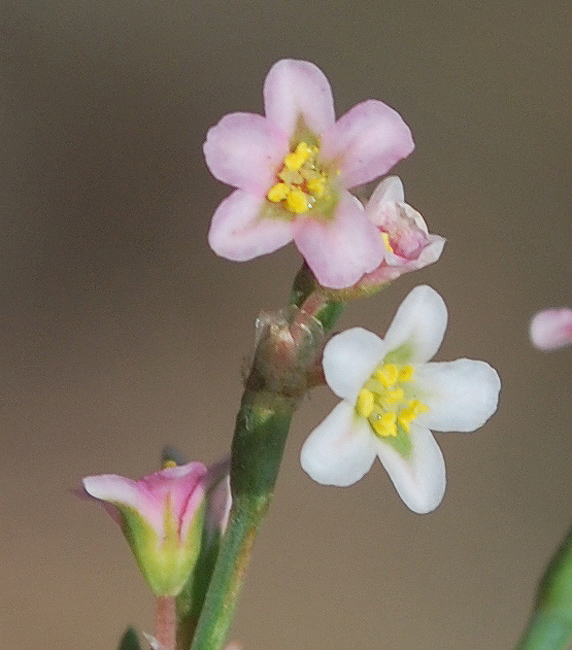 Image of Polygonum aviculare specimen.