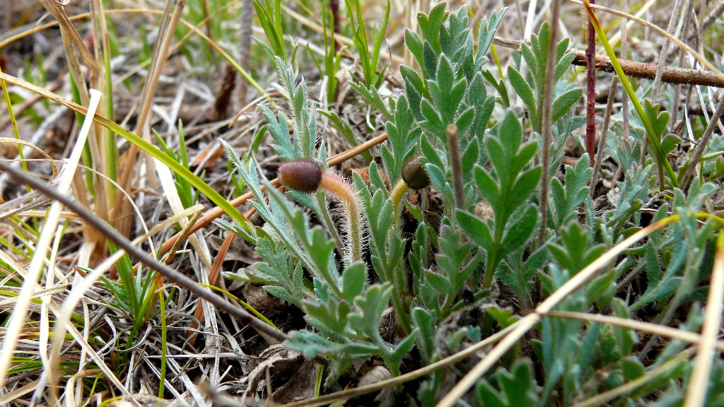 Изображение особи Papaver nudicaule ssp. gracile.
