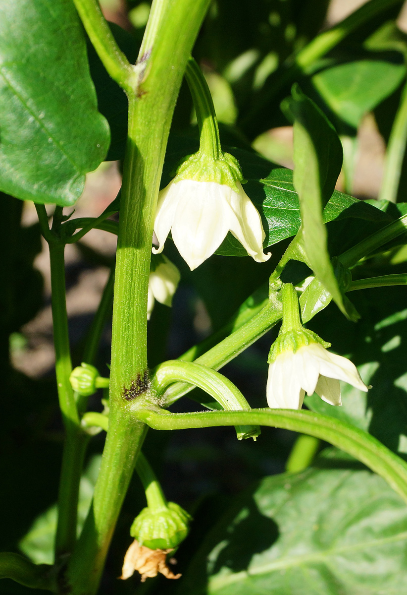 Изображение особи Capsicum annuum.