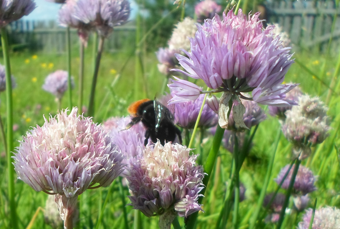 Изображение особи Allium schoenoprasum.