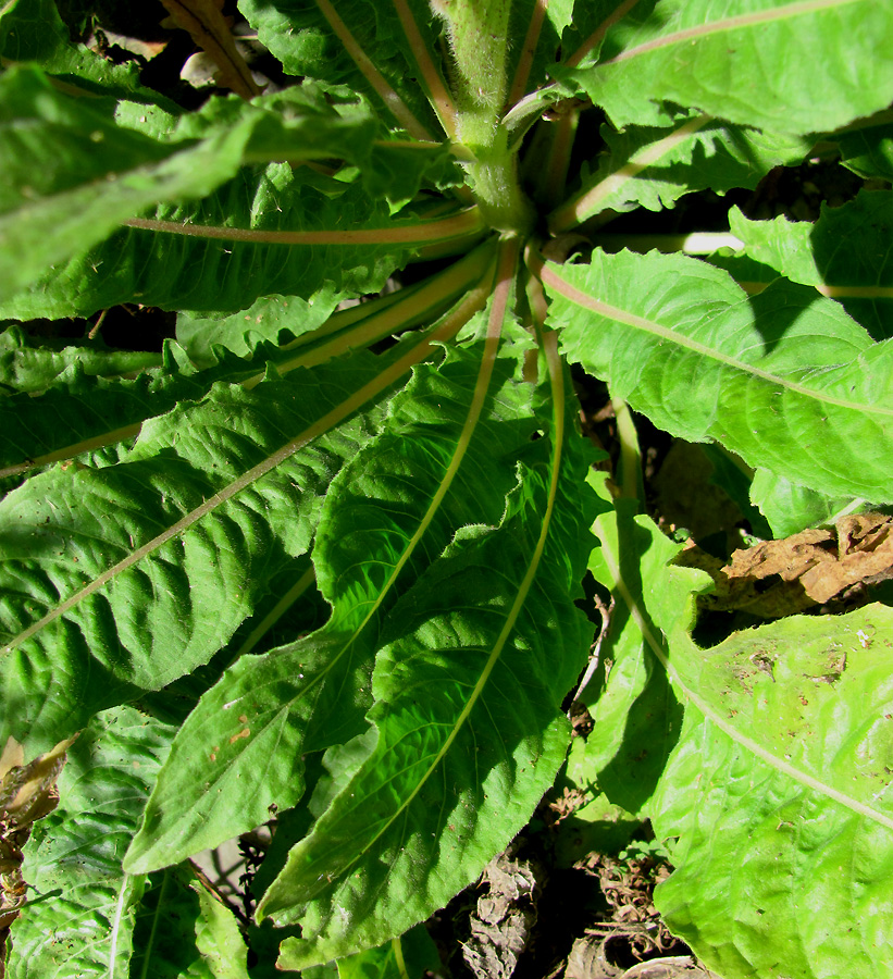 Image of Oenothera glazioviana specimen.