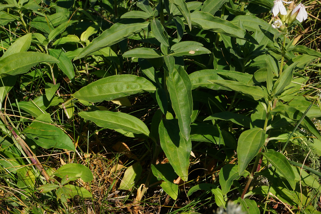 Image of Saponaria officinalis specimen.