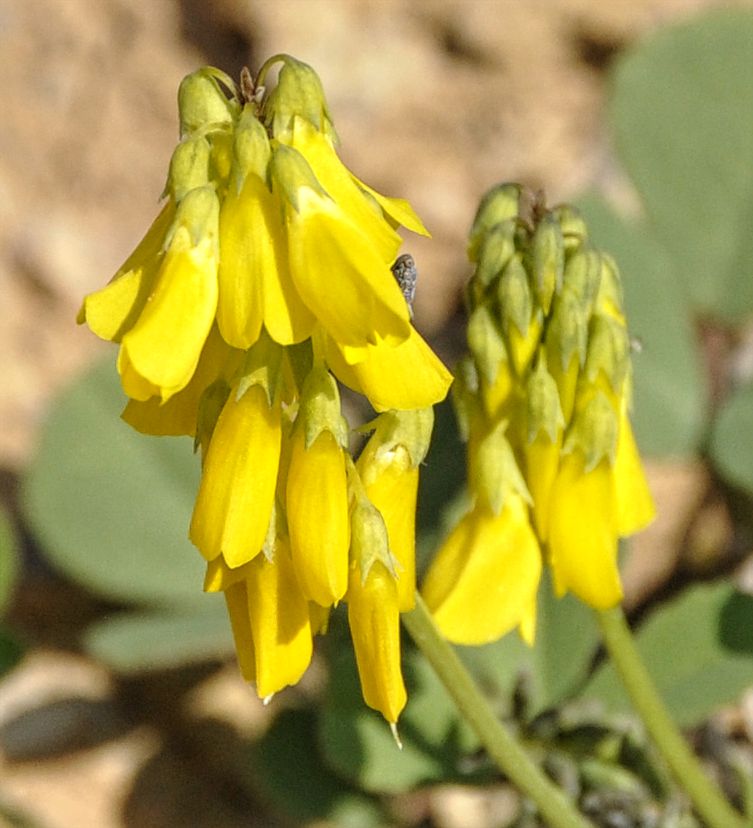 Image of Trigonella spicata specimen.