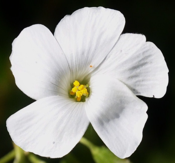 Image of genus Oxalis specimen.