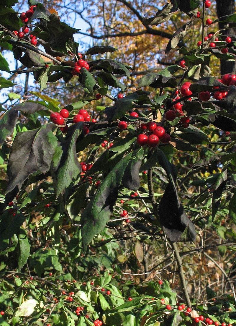 Image of Ilex verticillata specimen.