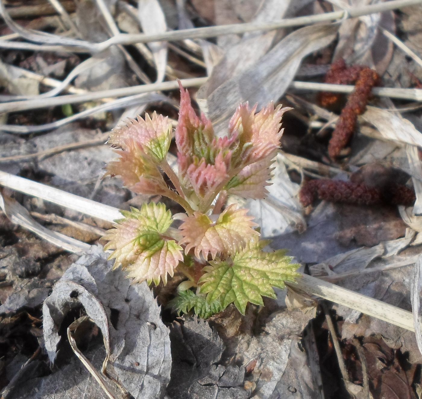 Image of Urtica dioica specimen.