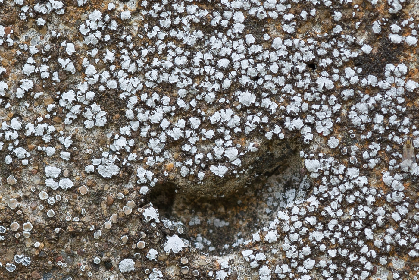 Image of Aspicilia moenium specimen.