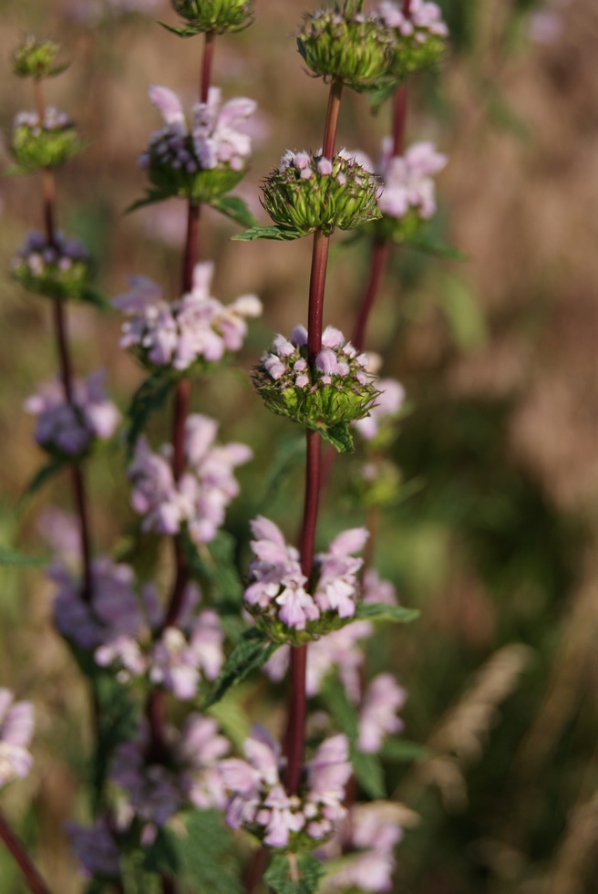 Image of Phlomoides tuberosa specimen.