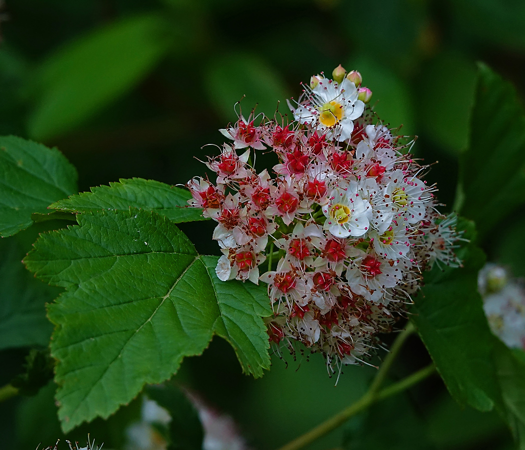 Image of Physocarpus opulifolius specimen.