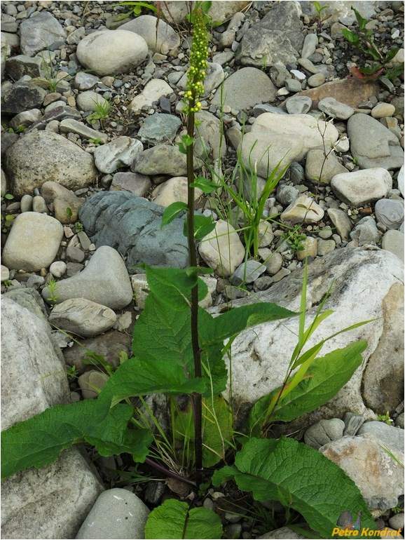 Изображение особи Verbascum nigrum.