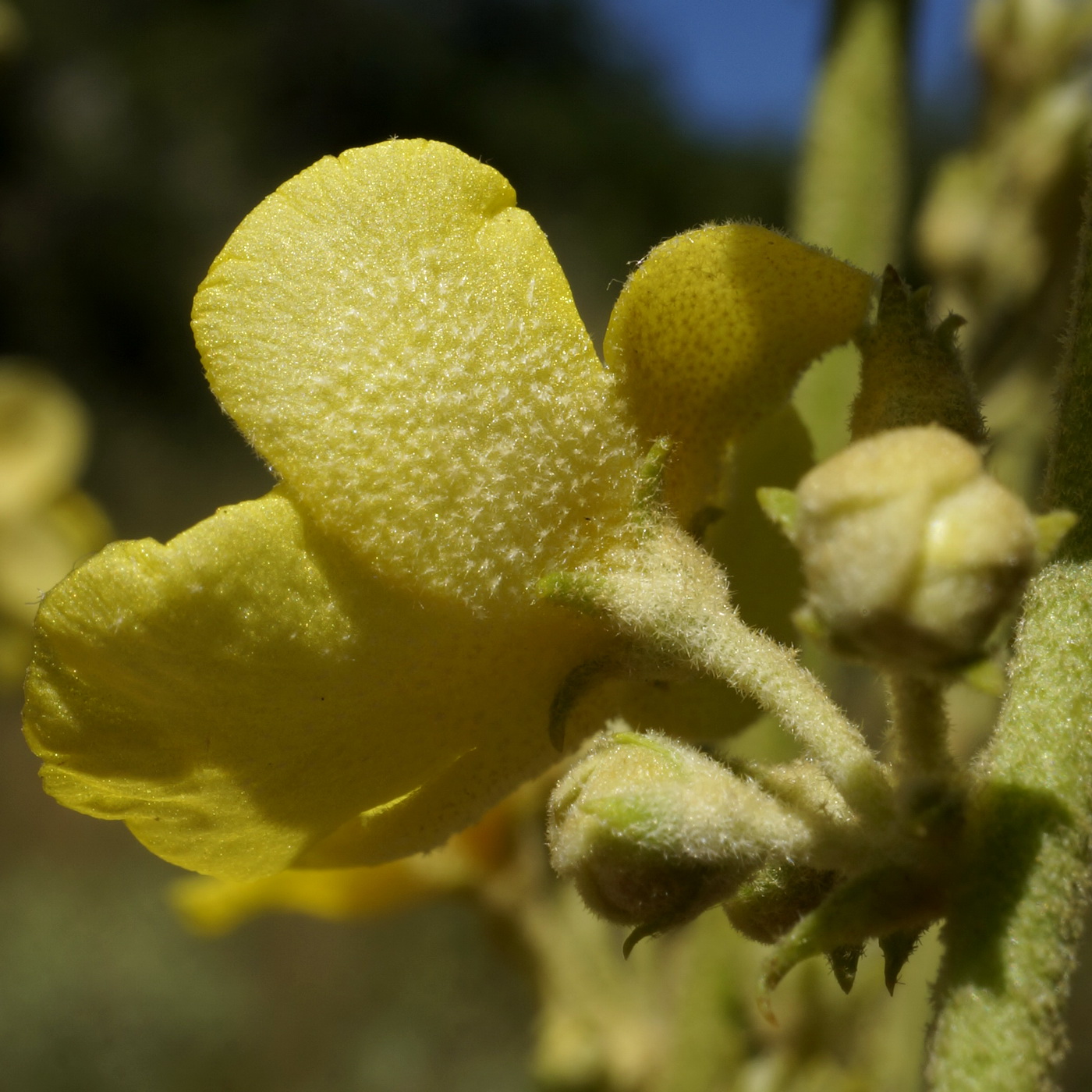 Изображение особи Verbascum banaticum.