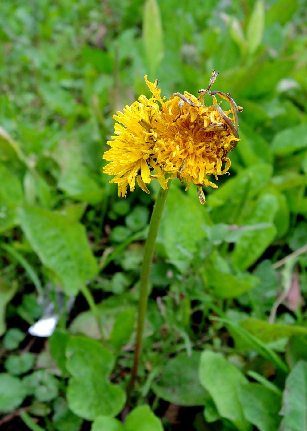 Изображение особи Taraxacum officinale.